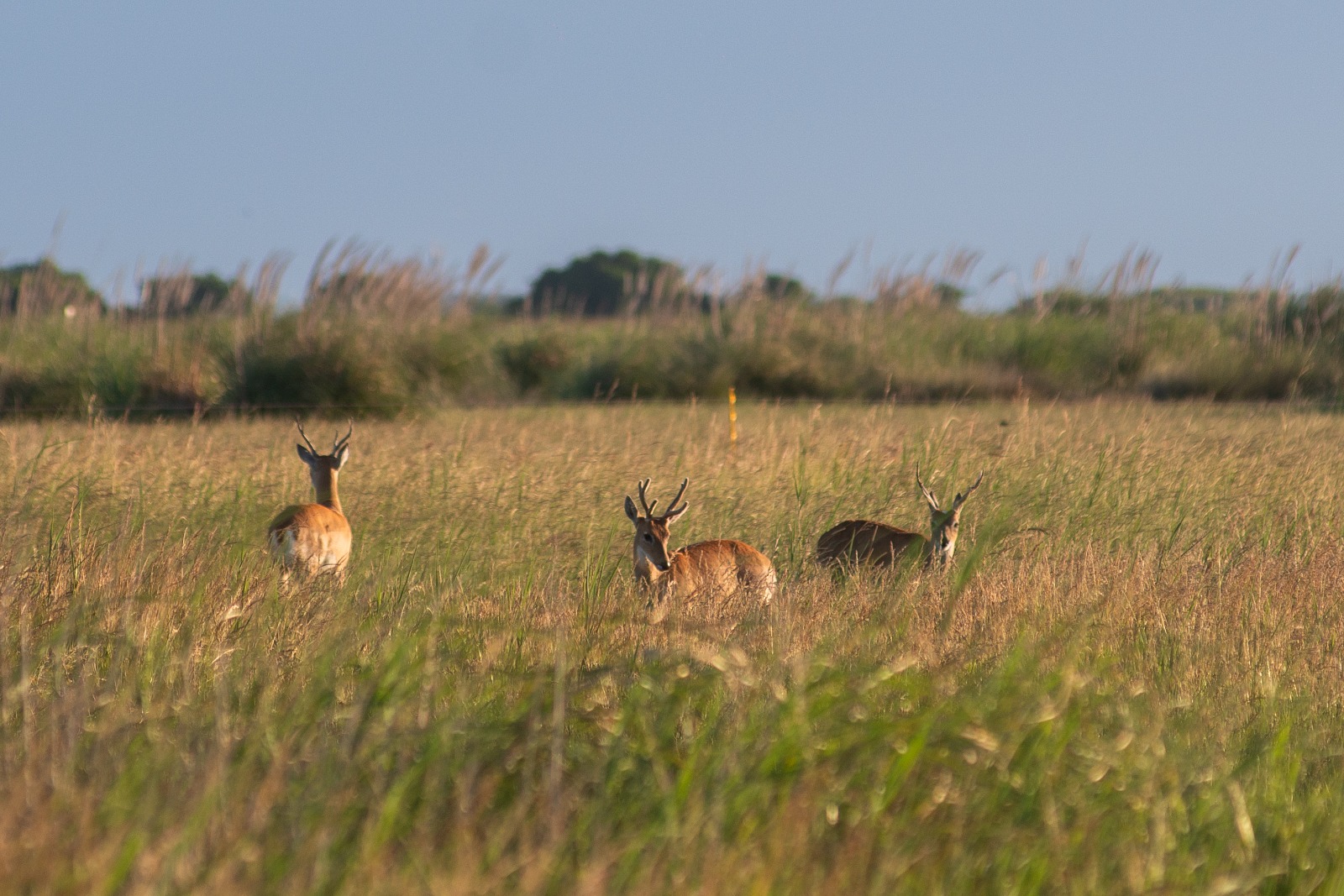 Parque Nacional Campos del Tuyú