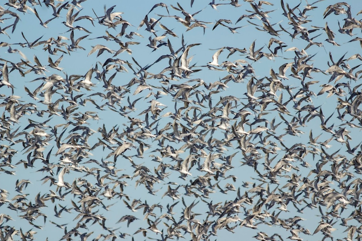 Parque Nacional Campos del Tuyú