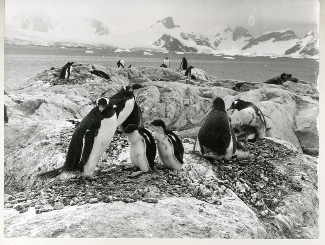 Pingüinera en la Base Esperanza 