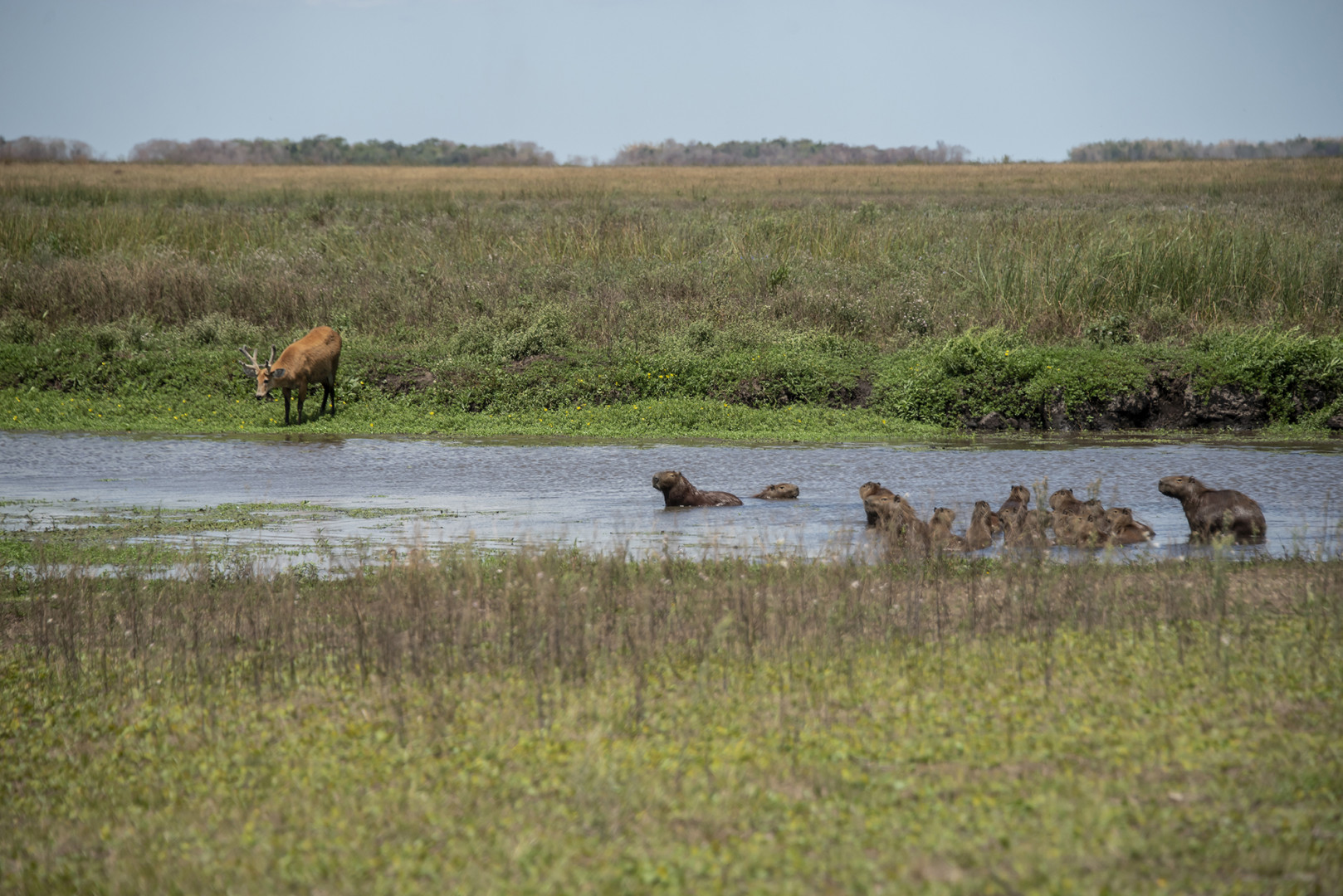 Iberá.