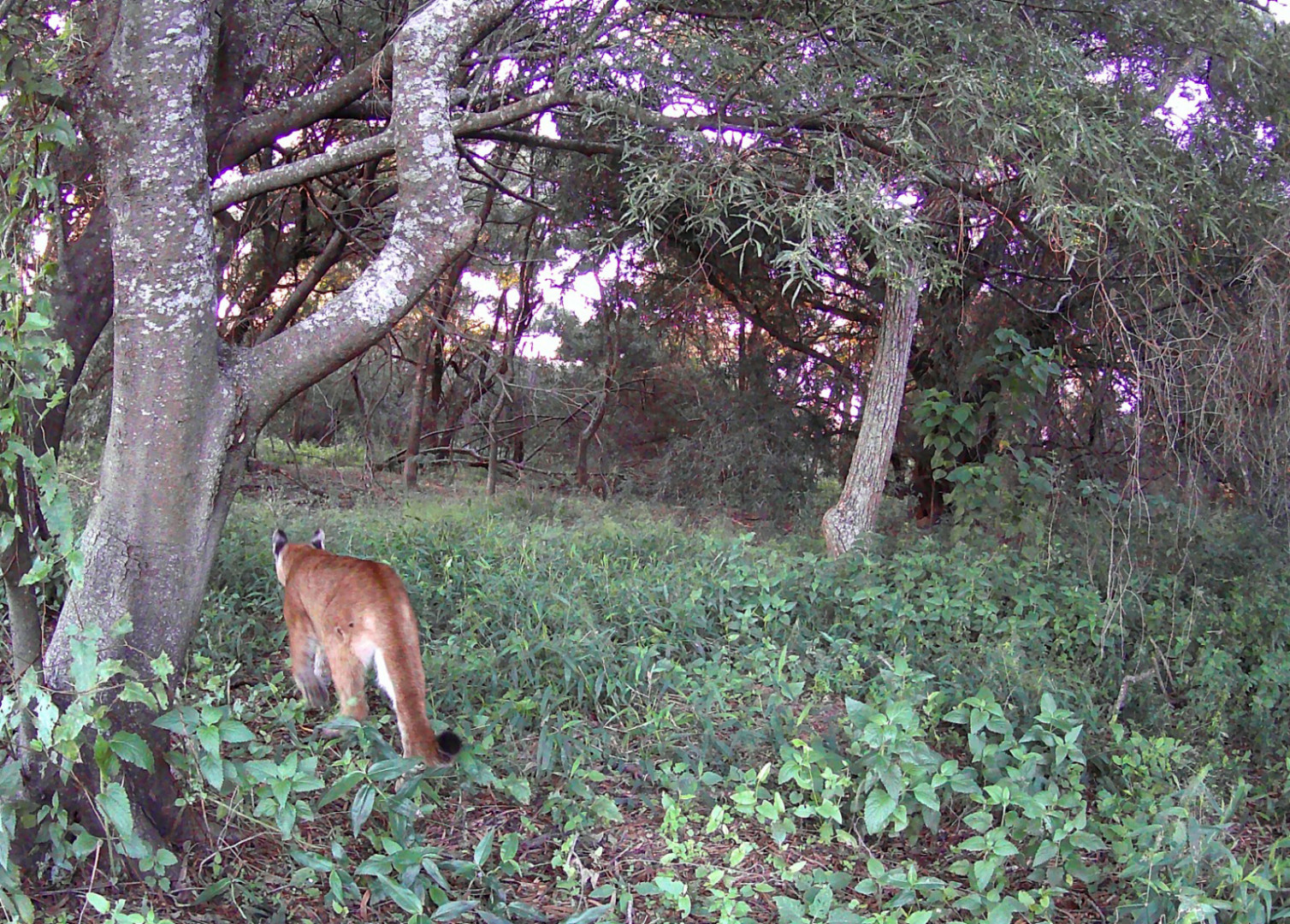 Registro de puma en PN Islas de Santa Fe 