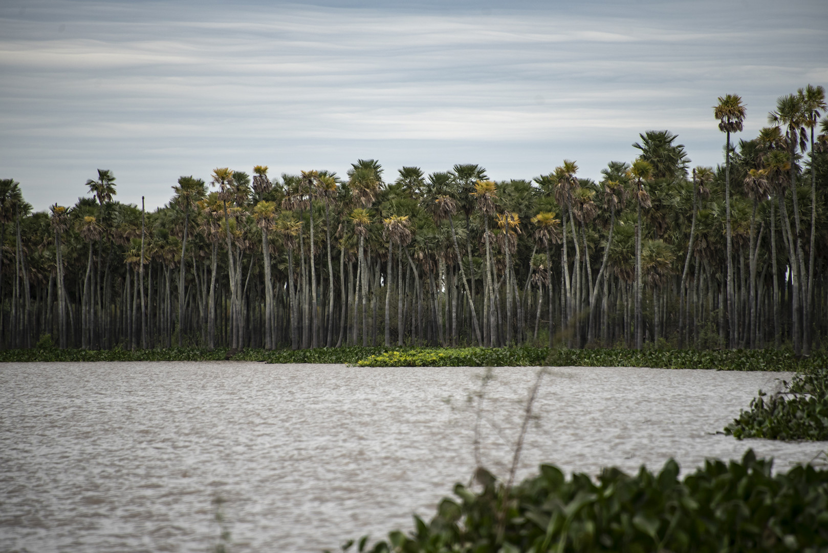 Nuevo Parque Nacional Laguna El Palmar en Chaco se suma al