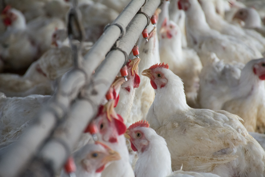 Agricultura aprobó 4 nuevas vacunas para aves y una levadura para mejorar la producción de bioetanol