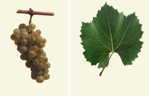 Racimo y hoja de uva Chardonnay