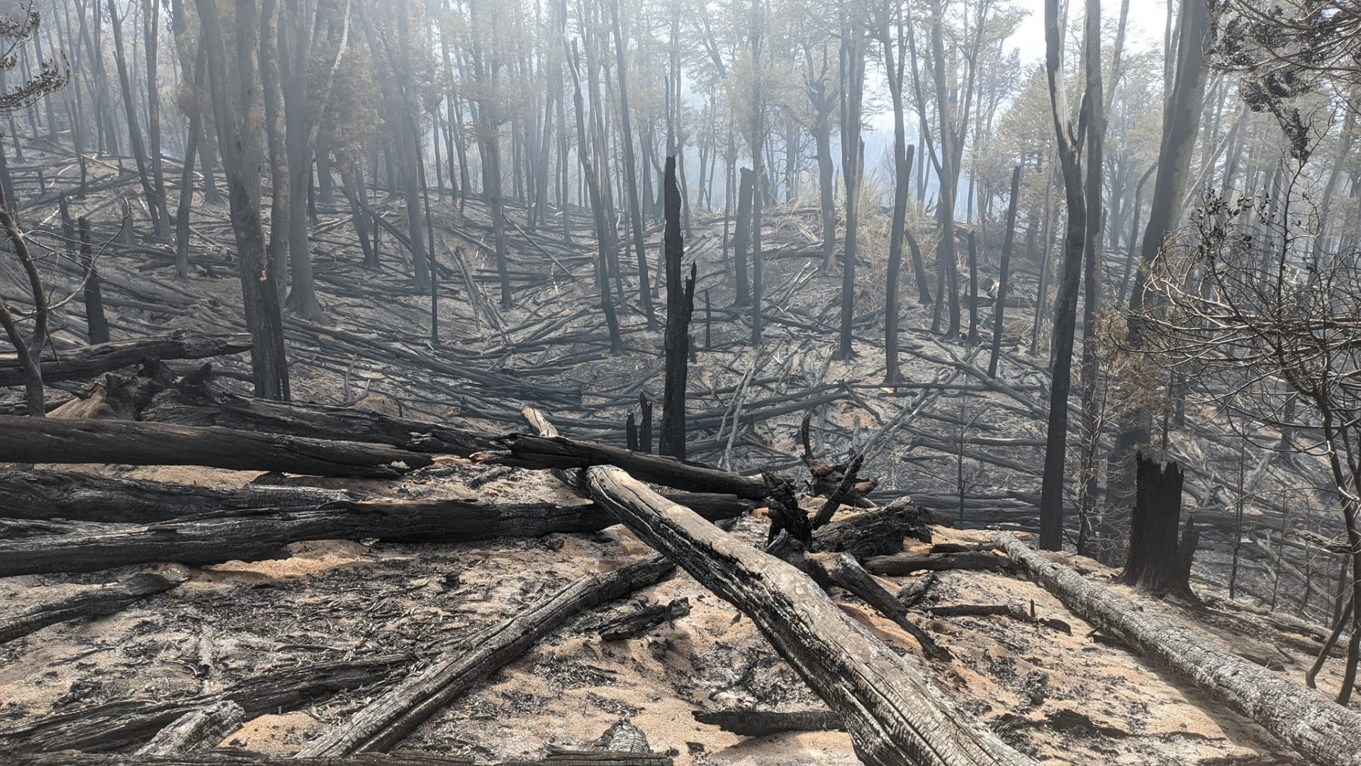 Relevamientos en áreas afectadas por incendio en PNLA