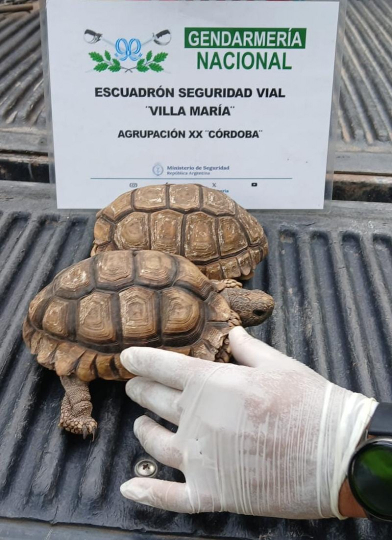 rescaatan a dos tortugas terrestres 2