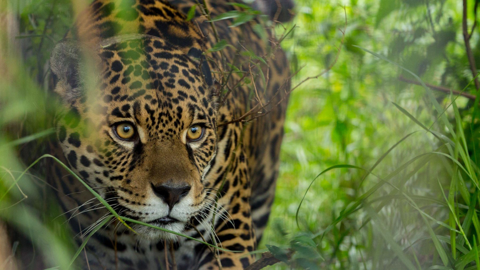 noticiaspuertosantacruz.com.ar - Imagen extraida de: https://argentina.gob.ar/noticias/los-parques-nacionales-chaco-y-el-impenetrable-celebraron-un-nuevo-aniversario