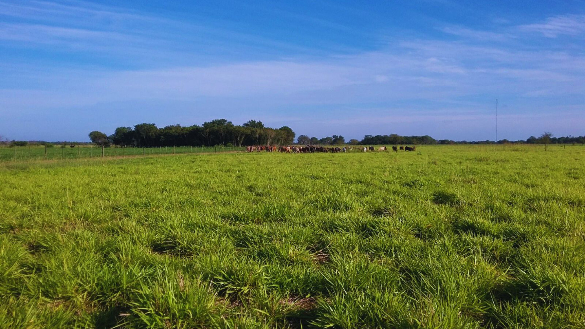 noticiaspuertosantacruz.com.ar - Imagen extraida de: https://argentina.gob.ar/noticias/pautas-para-seleccionar-pasturas-que-maximicen-la-produccion-ganadera