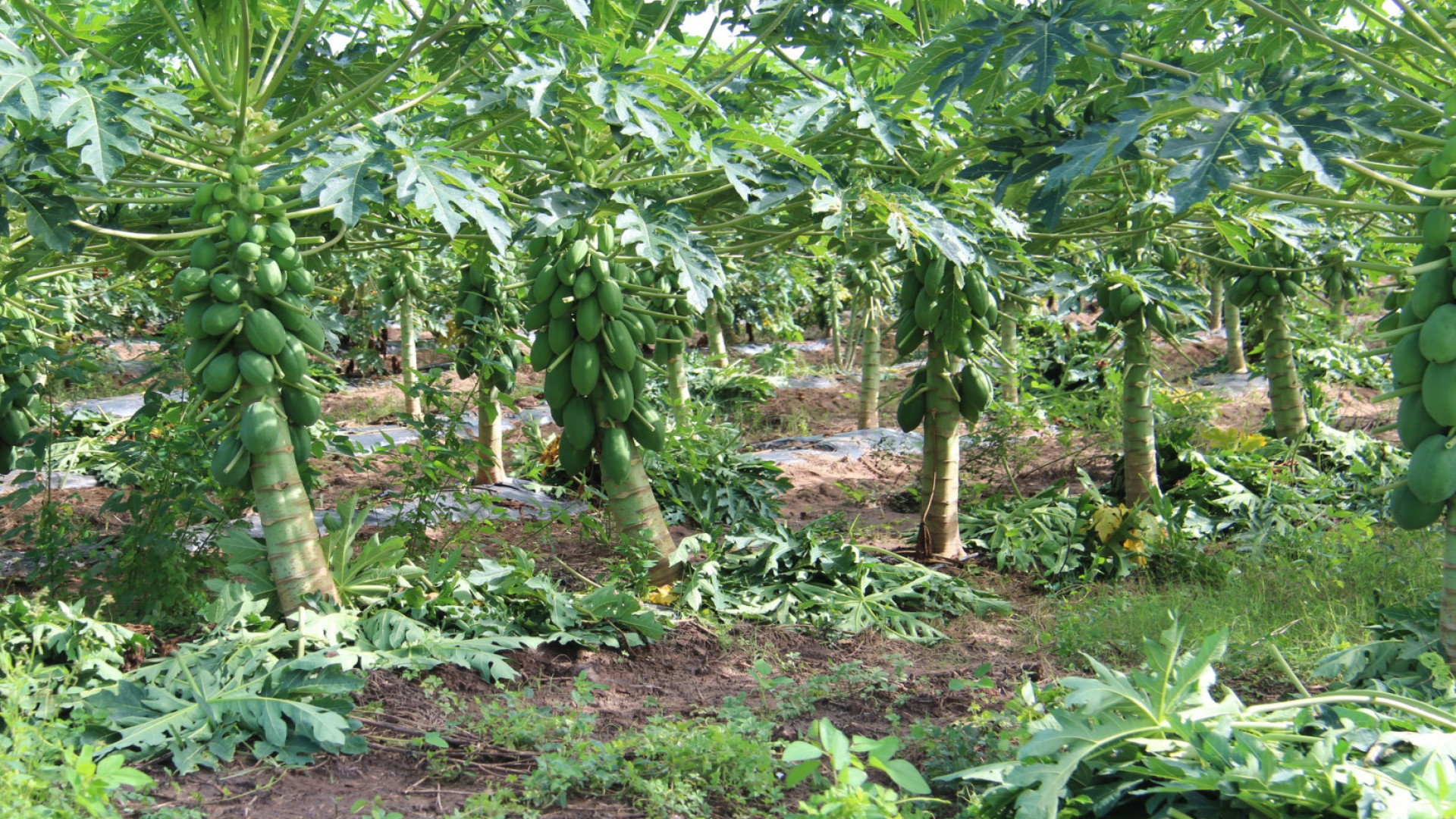 noticiaspuertosantacruz.com.ar - Imagen extraida de: https://argentina.gob.ar/noticias/detectan-un-virus-que-afecta-la-papaya