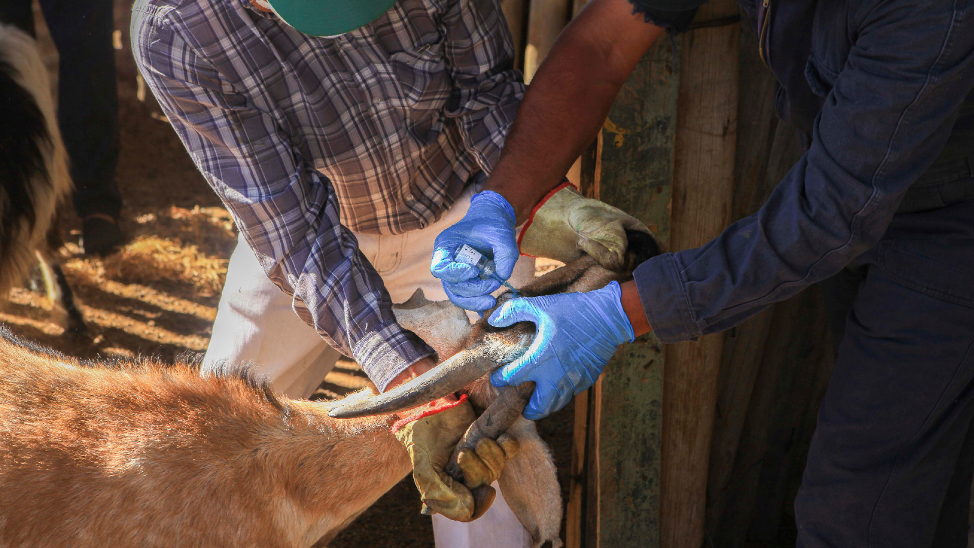 noticiaspuertosantacruz.com.ar - Imagen extraida de: https://argentina.gob.ar/noticias/semana-mundial-de-concientizacion-de-la-ram-hacia-un-uso-responsable-de-los-antibioticos