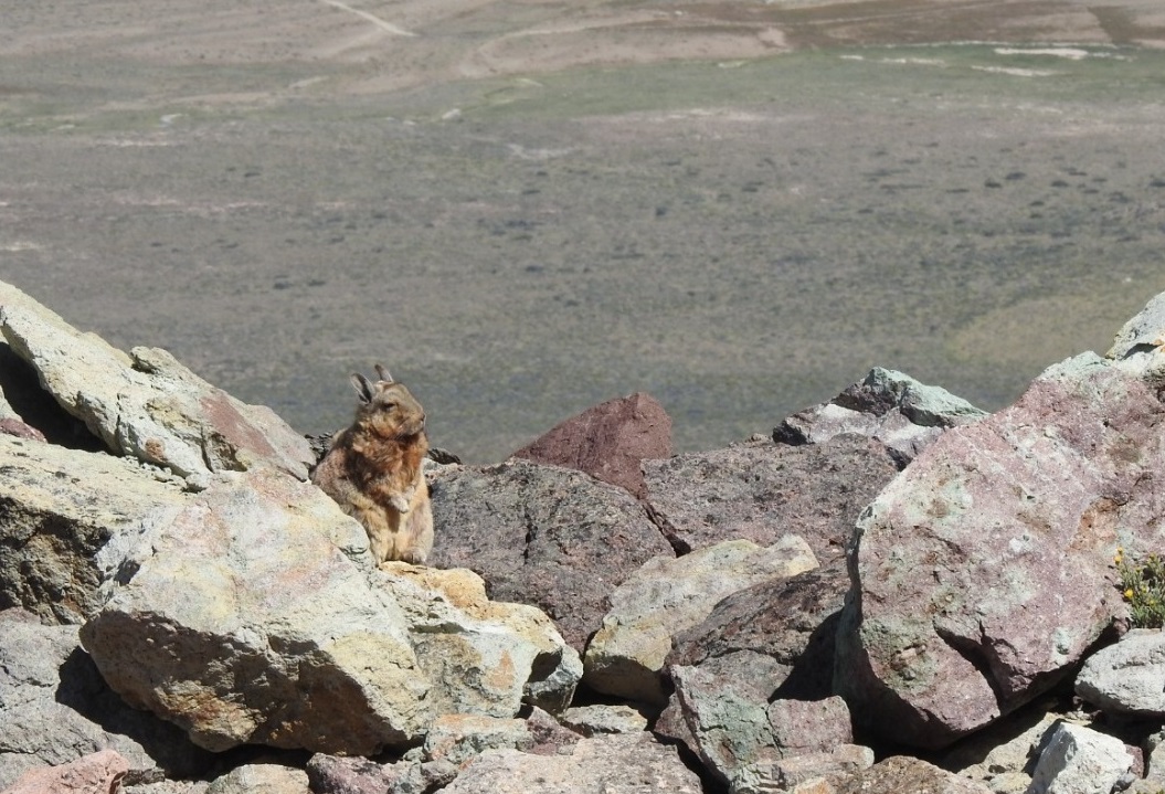 El animal fue registrado por un empleado de PN.