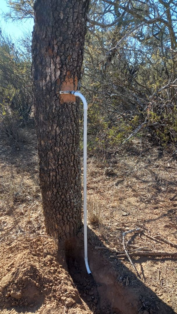 Dendrómetro utilizado para el monitoreo del crecimiento arbóreo