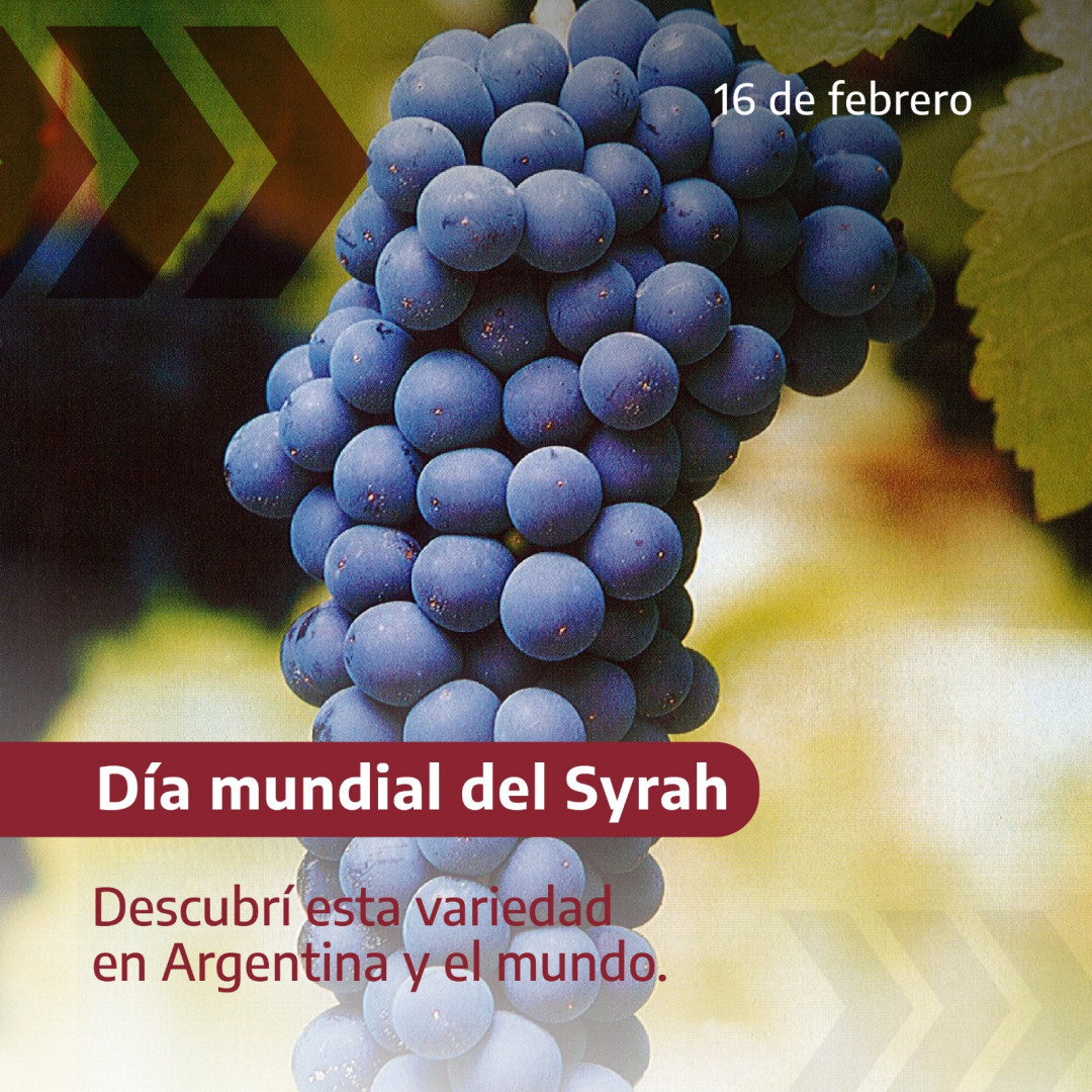 El rey de las especias: Syrah, su actualidad en Argentina