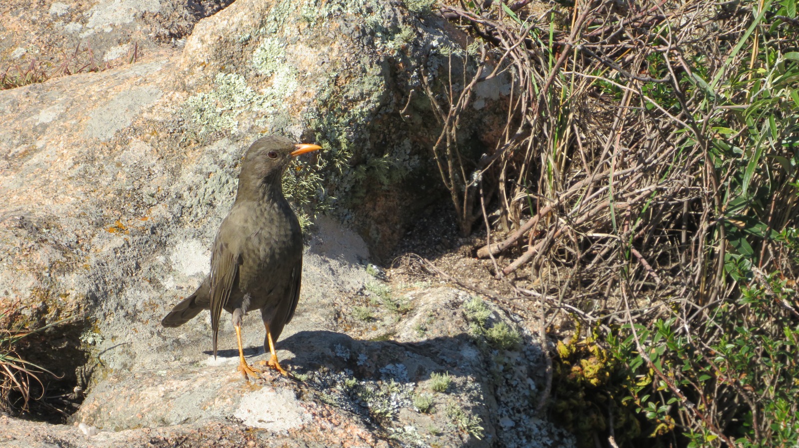 Se creó la Reserva Natural Educativa Cerro Pistarini en Córdoba |  Argentina.gob.ar