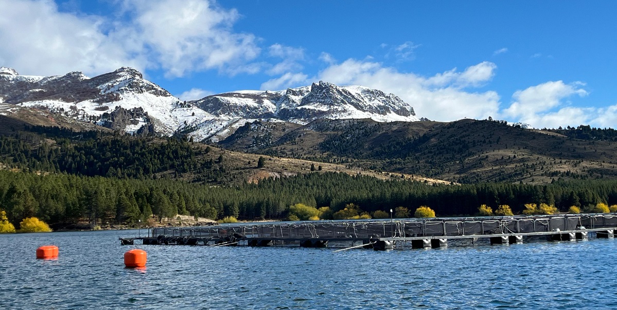 Argentina reafirma su estatus sanitario en la producción de salmónidos de la Norpatagonia