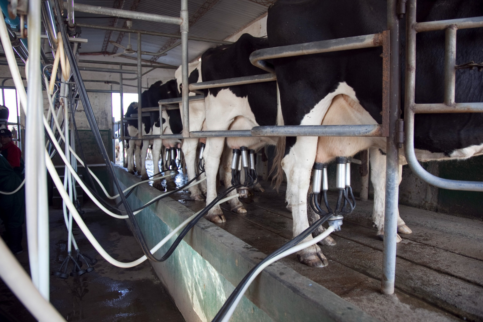 Argentina concretó las primeras certificaciones IRAM 14400 de buenas prácticas para la producción lechera bovina