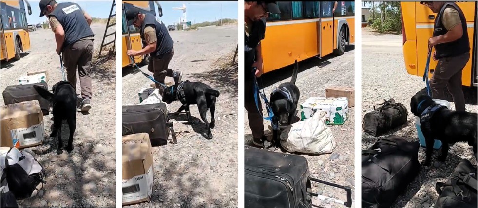 Acciones de control en transportes de pasajeros que ingresan a la Patagonia