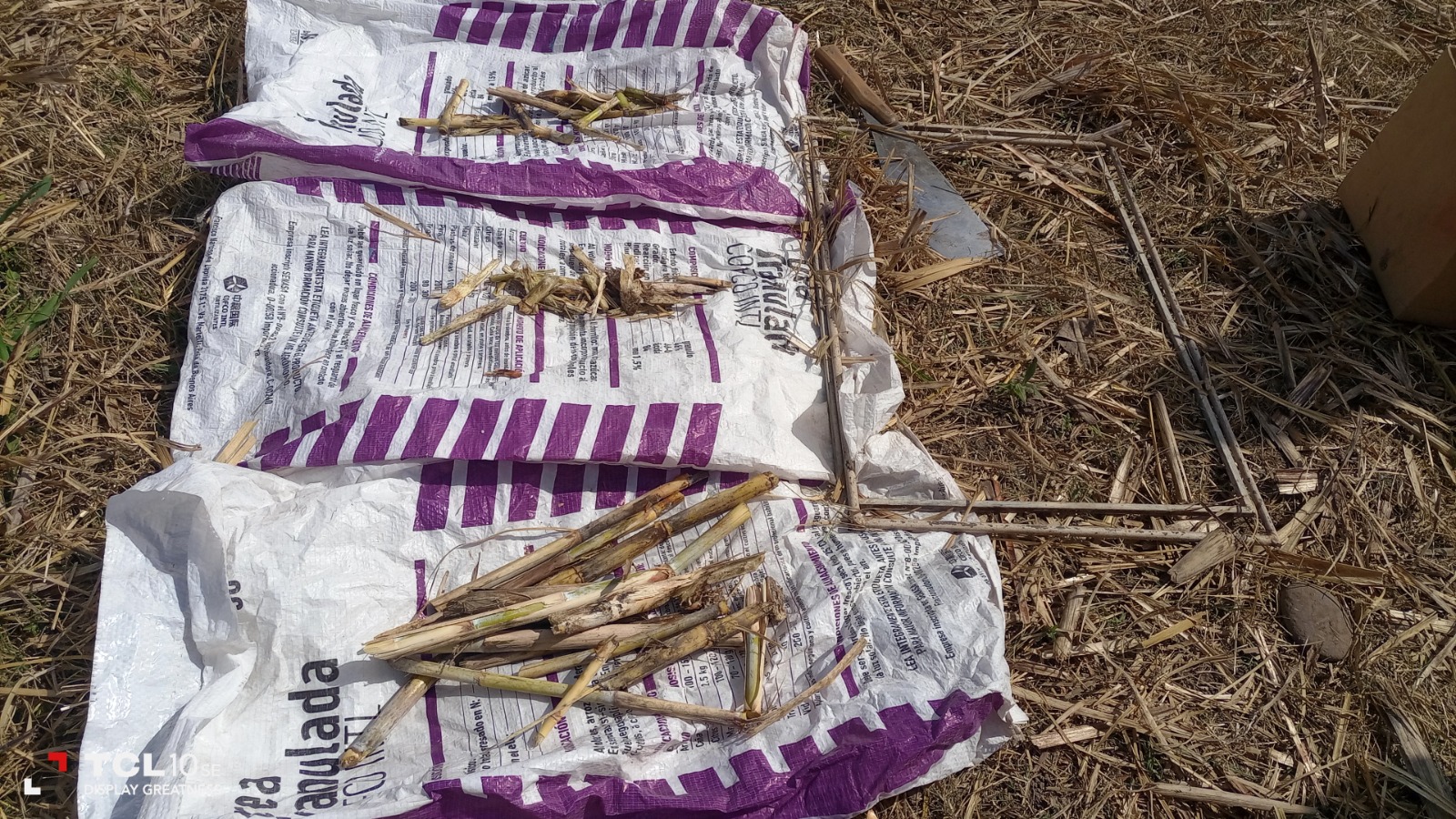 Evaluación de pérdidas de cosecha