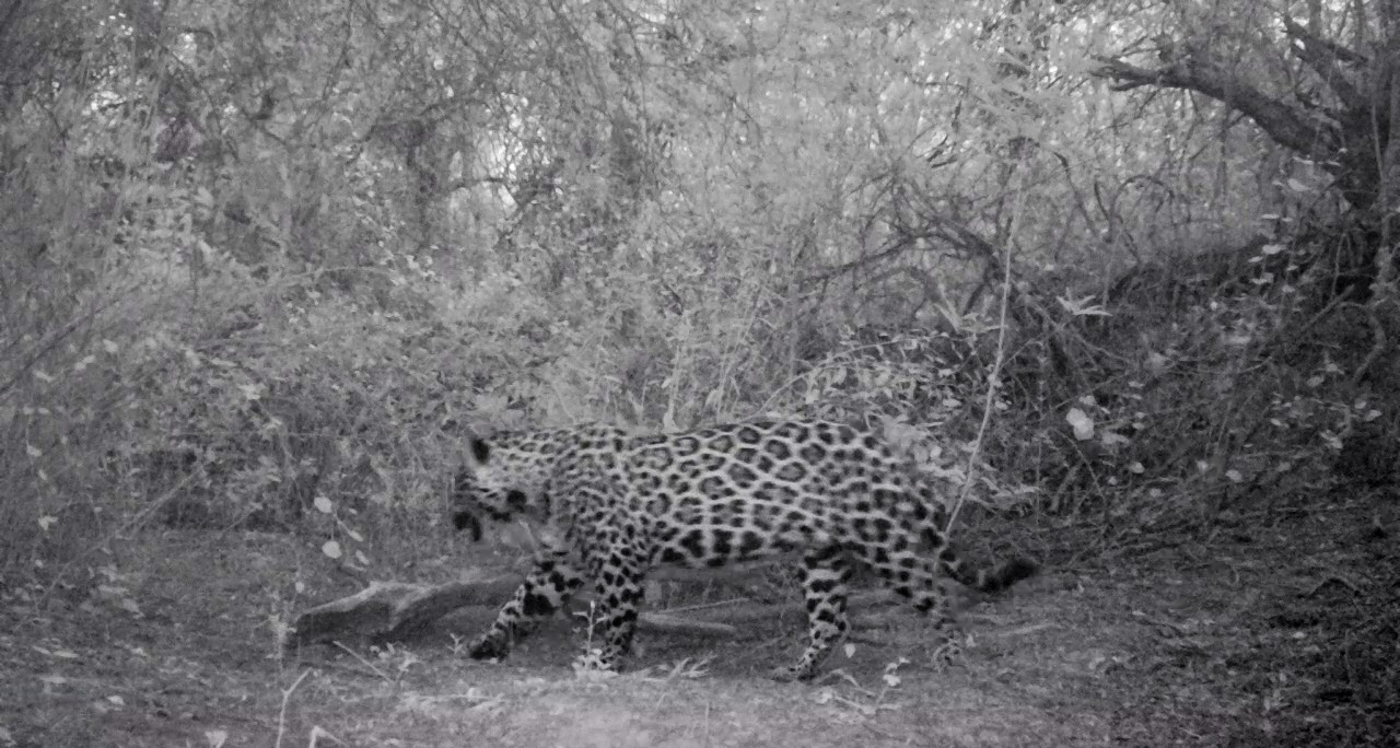 Yaguareté en la Reserva Natural Formosa 2024