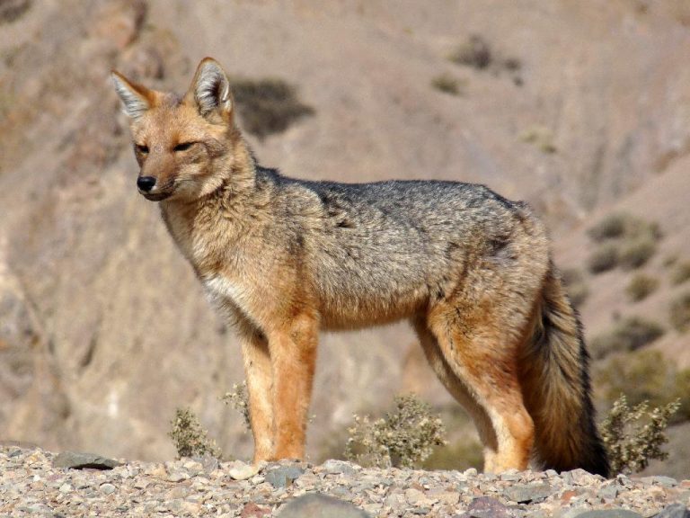 Zorro Colorado (Lycalopex culpaeus)